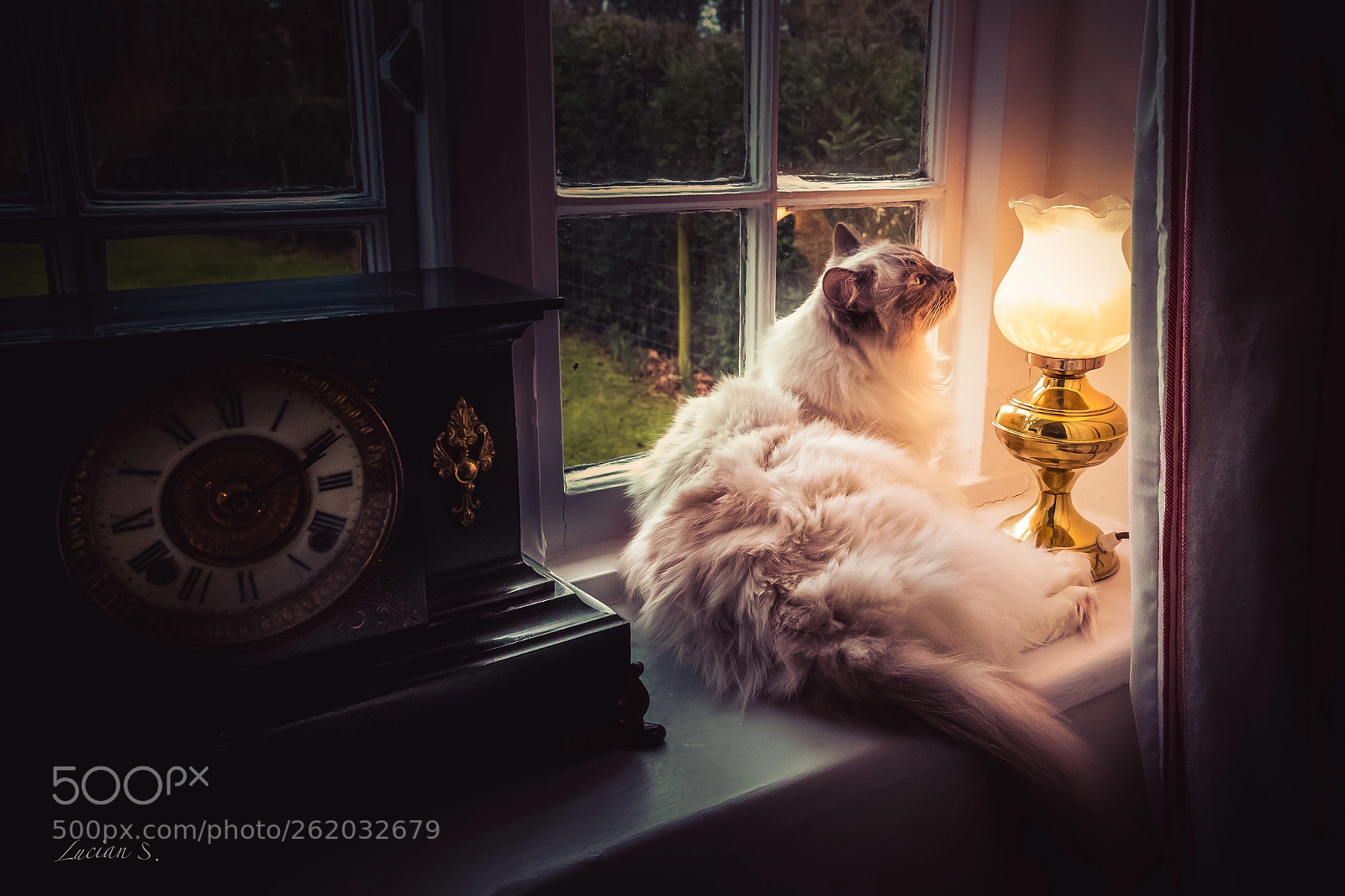 Canon EOS 5D Mark IV sample photo. Lazy cat! photography