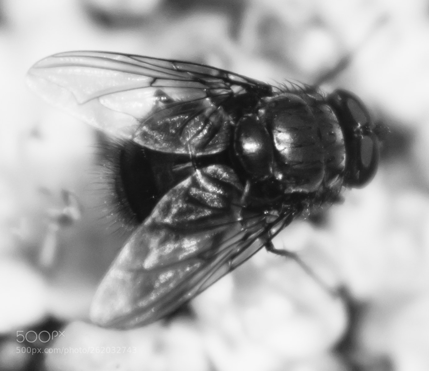 Nikon D7100 sample photo. Super macro project photography