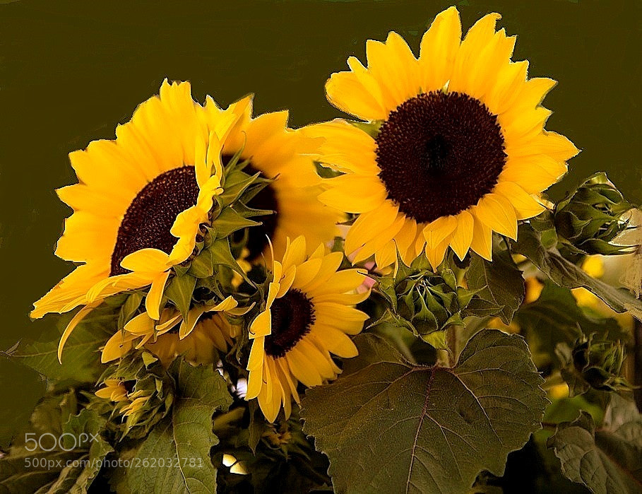 Canon EOS 6D sample photo. Fy photography