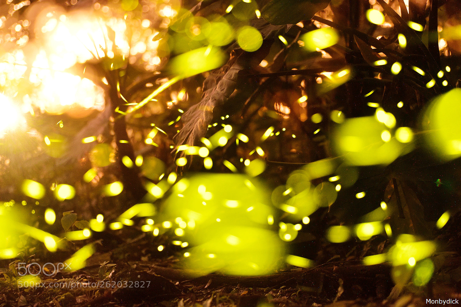 Nikon D750 sample photo. Firefly photography
