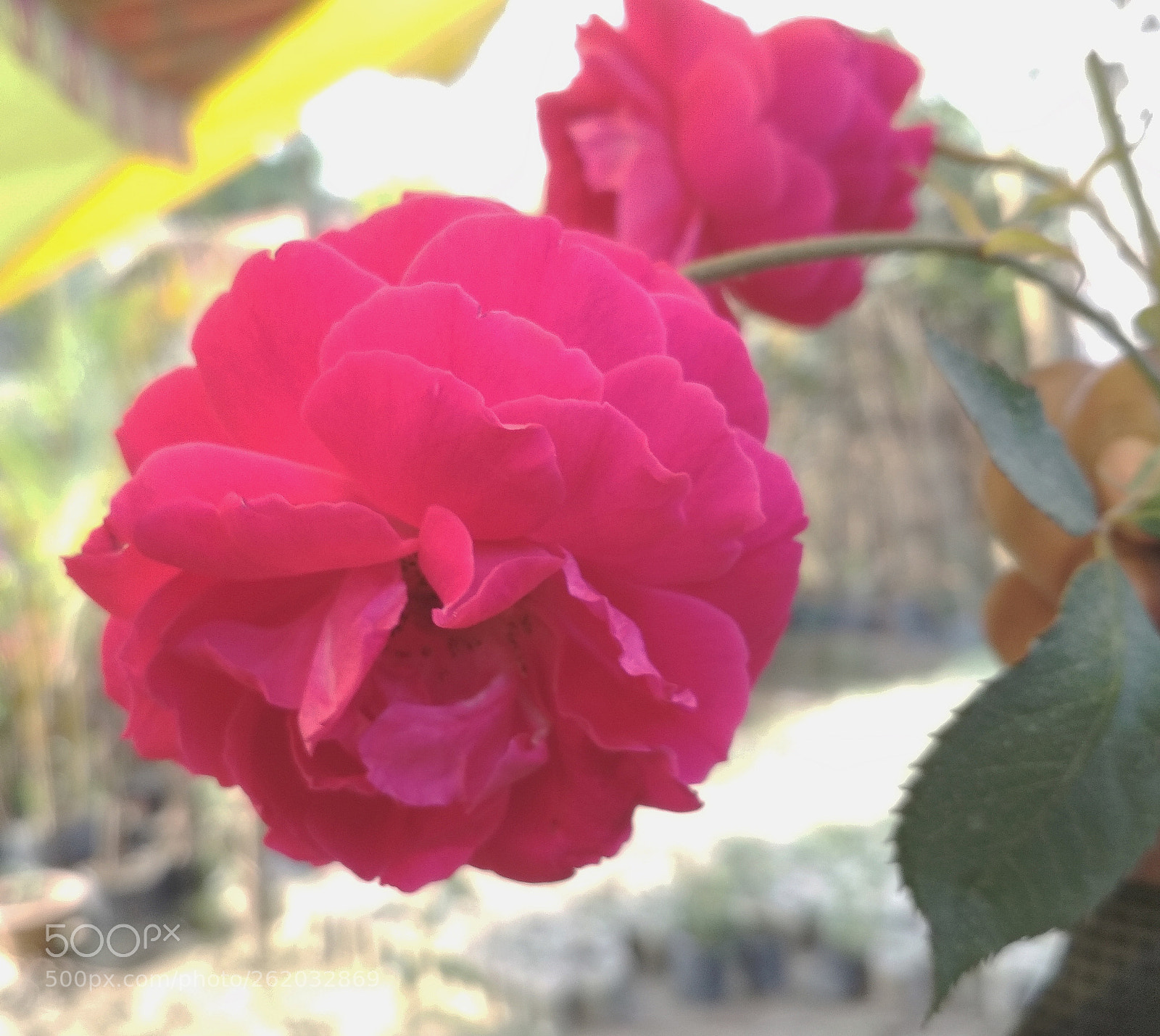 Xiaomi Redmi 4 Pro sample photo. A beautiful rose photography