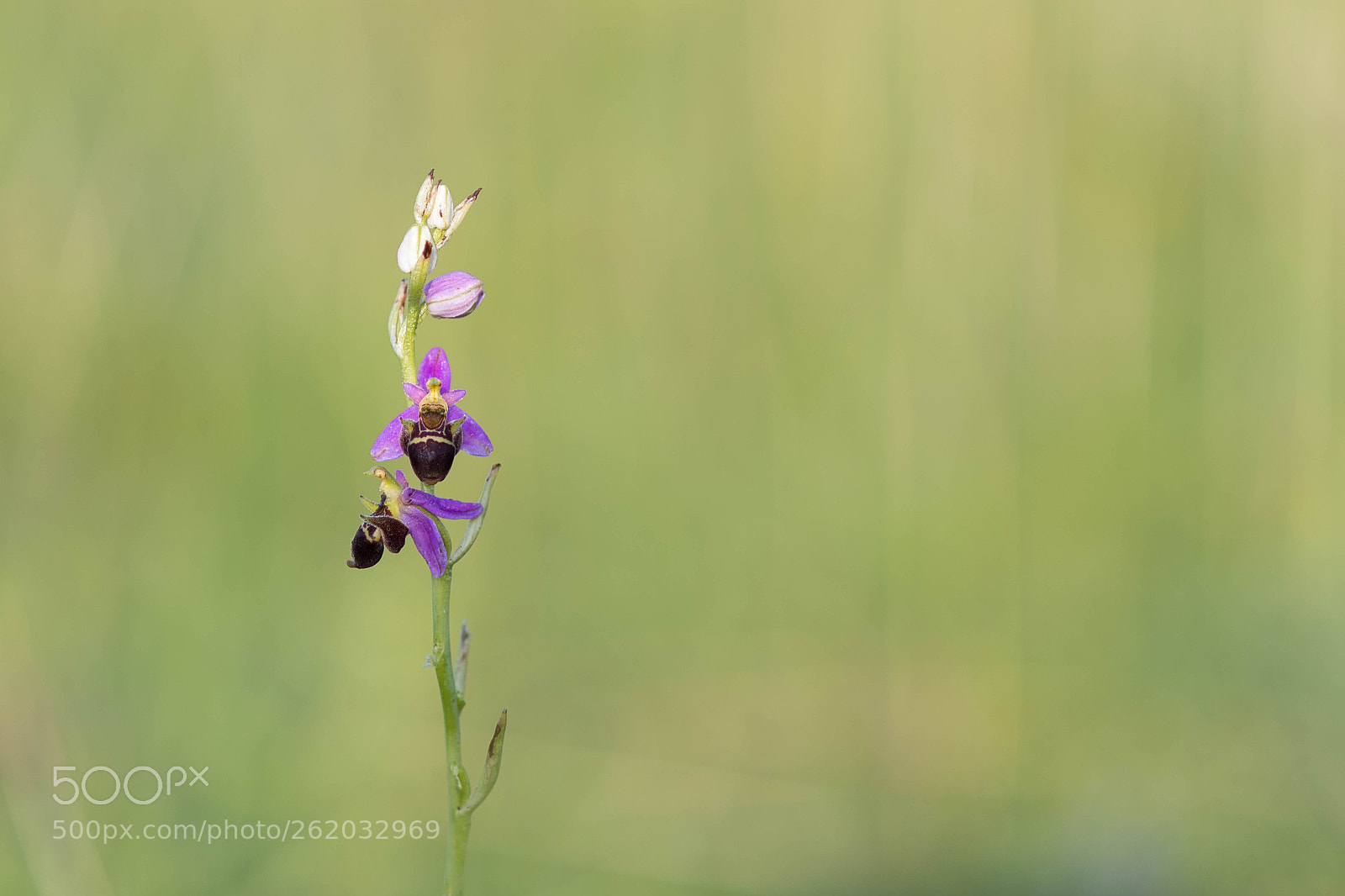 Nikon D500 sample photo. Wild orchid-ophrys scolopax photography