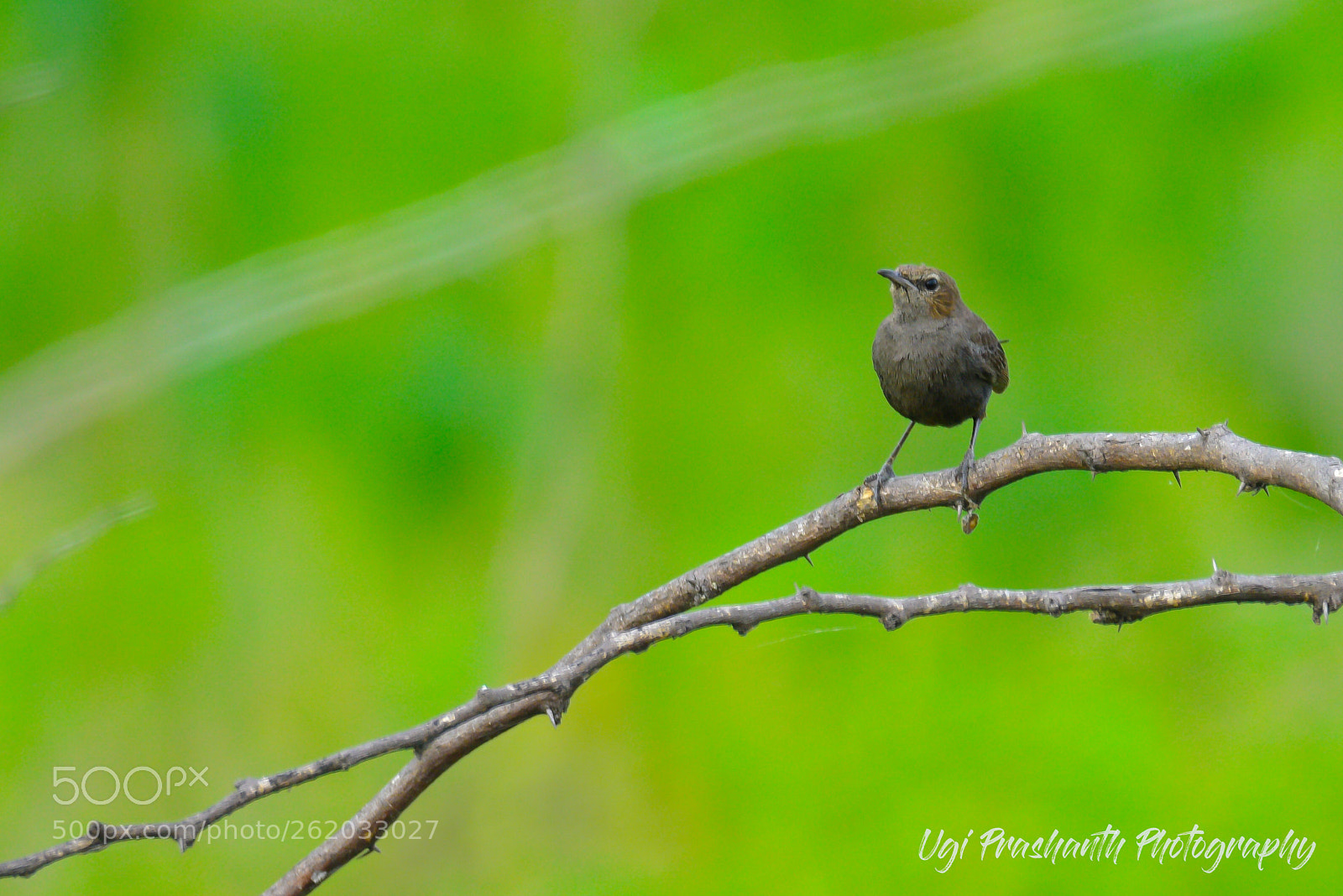 Nikon D810 sample photo. Carolina wren photography