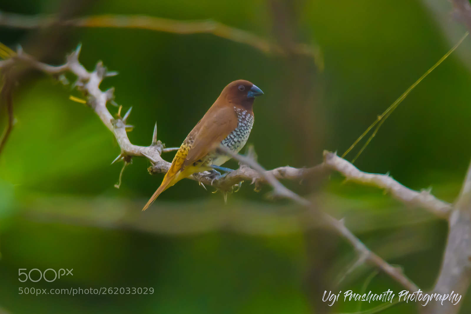 Nikon D810 sample photo. Red faced finch photography