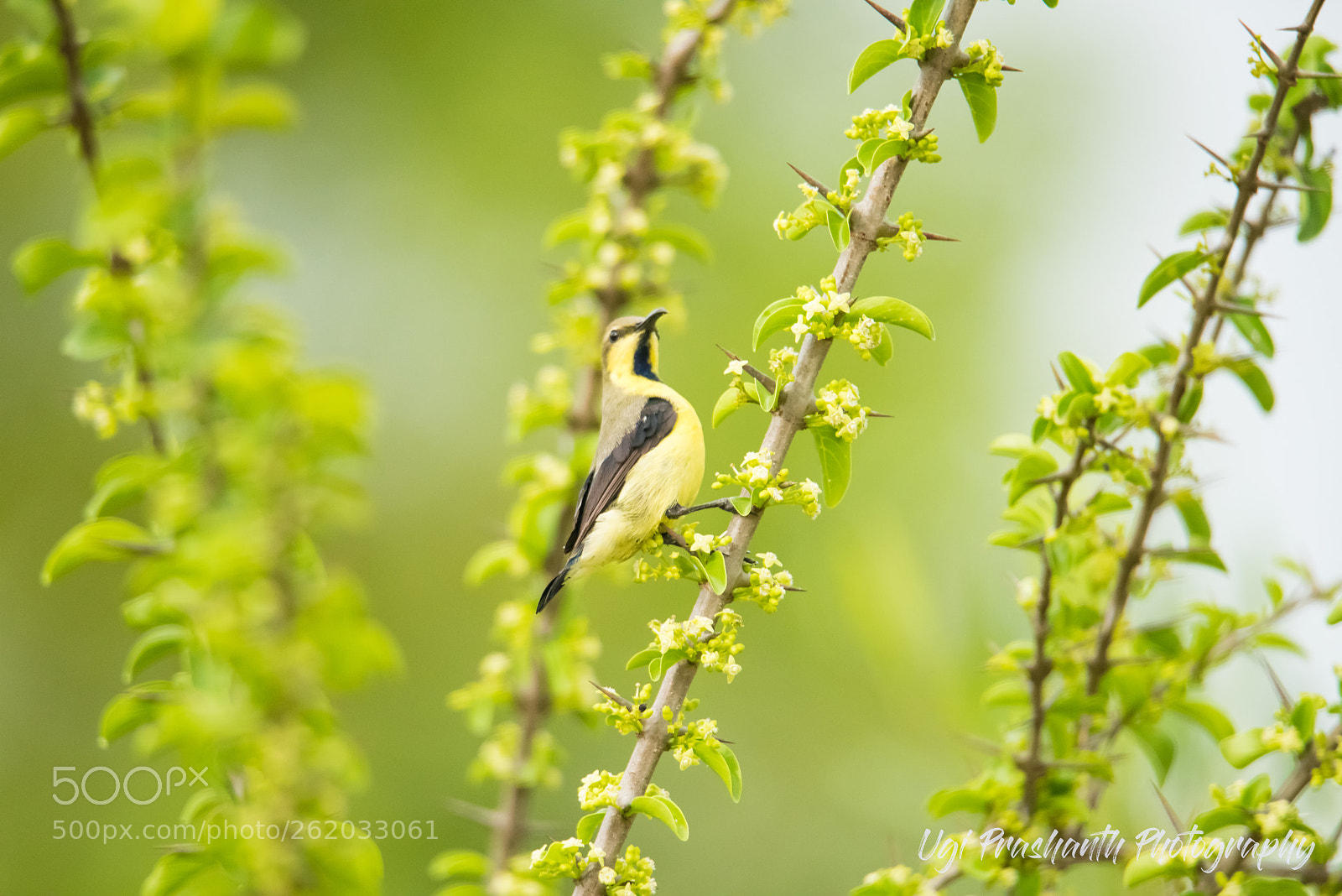 Nikon D810 sample photo. Yellow-chested sunbird photography