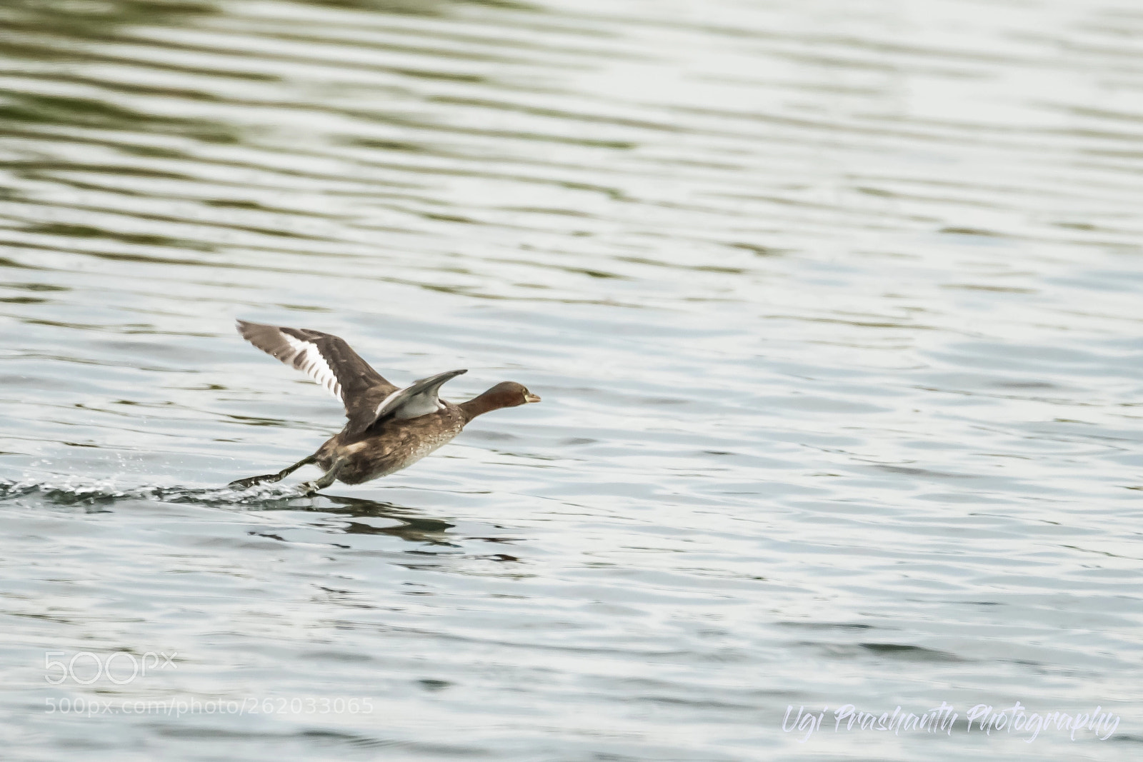 Nikon D810 sample photo. Indian runner duck photography