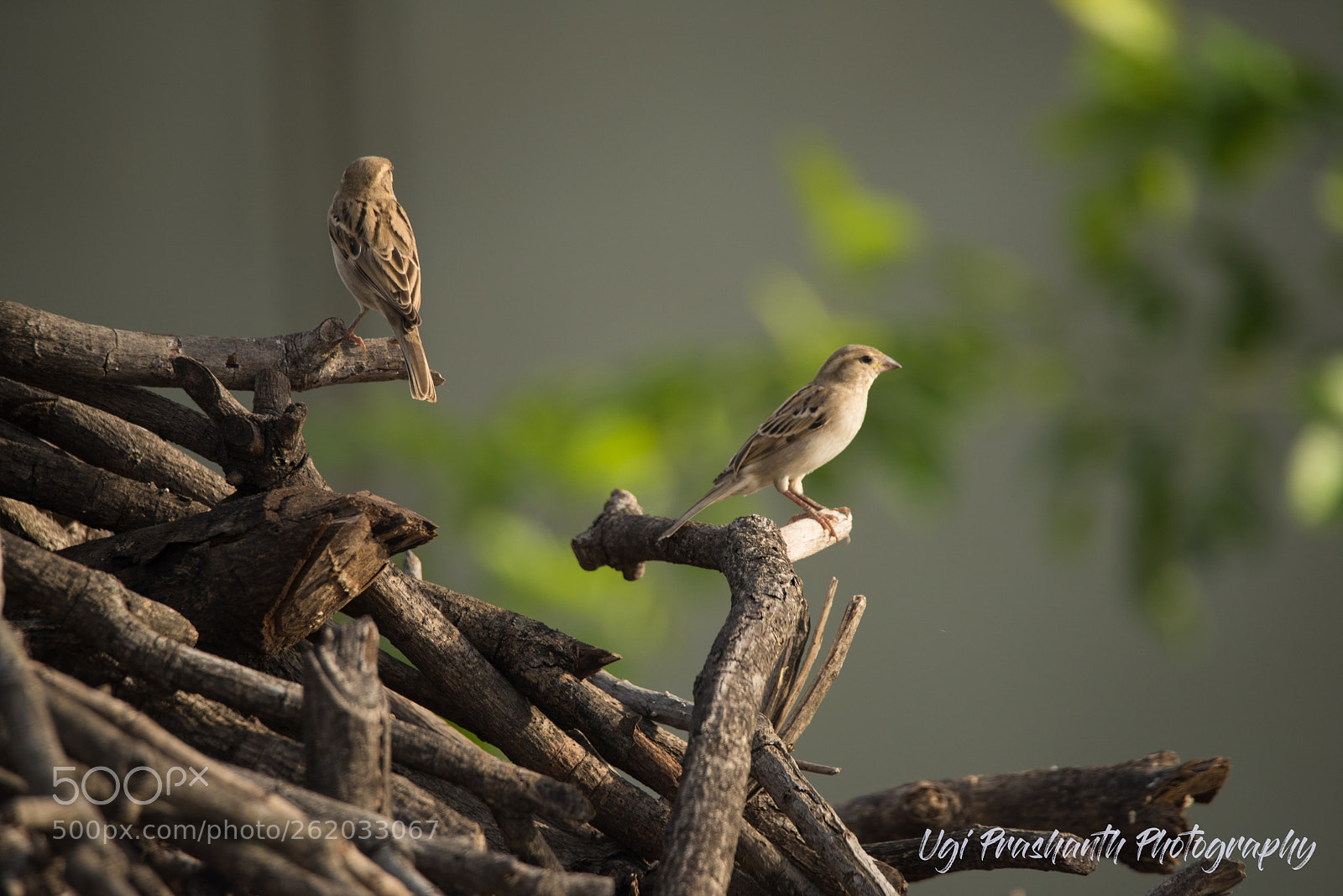 Nikon D810 sample photo. Indian sparrow photography