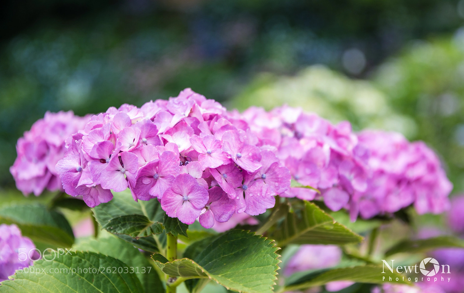 Nikon D7200 sample photo. Hydrangeas photography