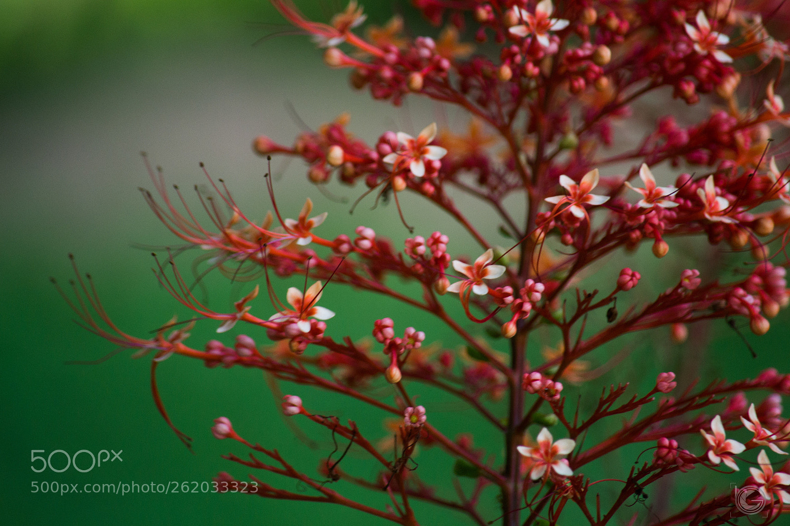 Nikon D3100 sample photo. G r o w photography