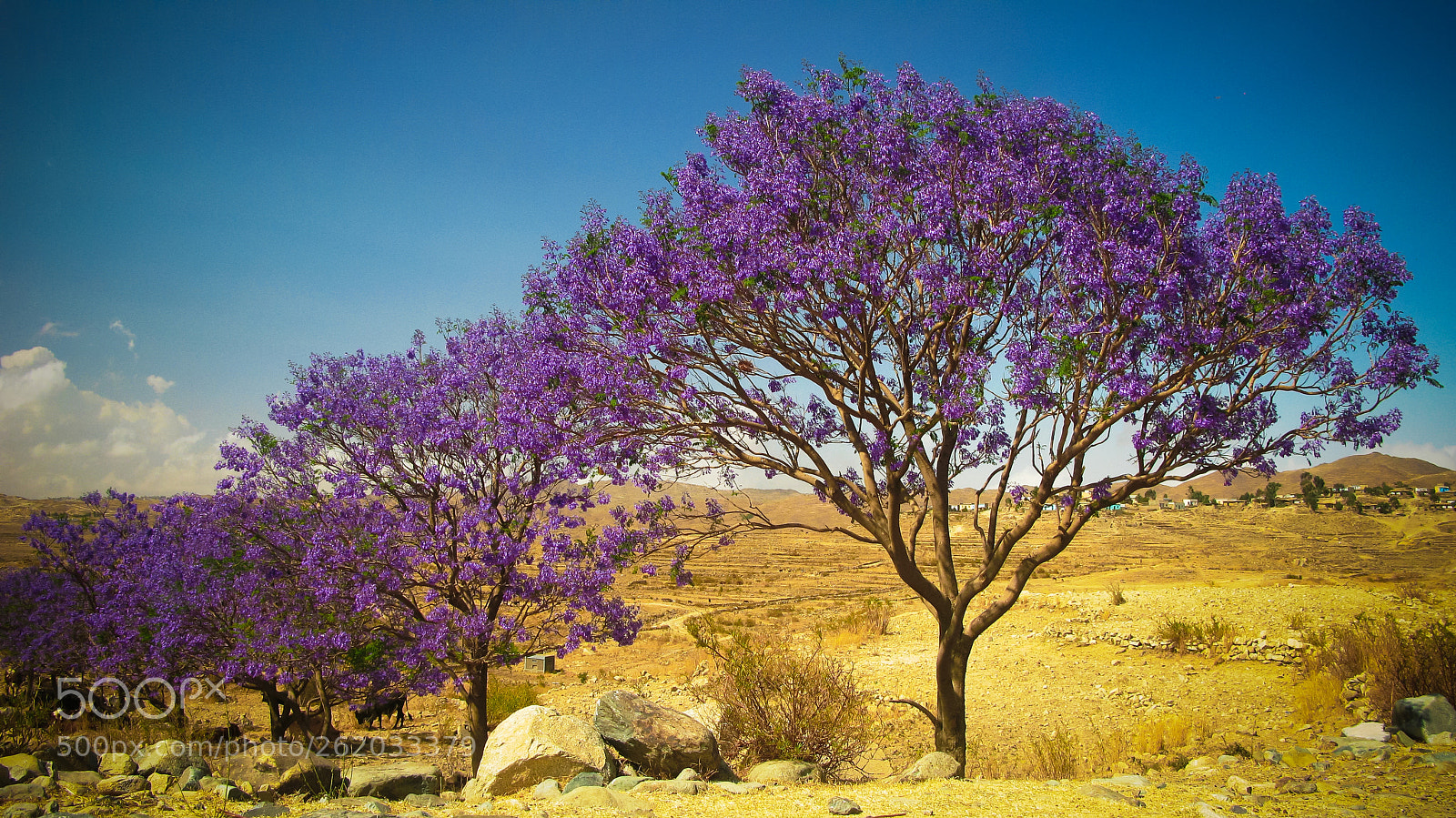 Canon POWERSHOT G9 sample photo. Alley of jacaranda trees photography