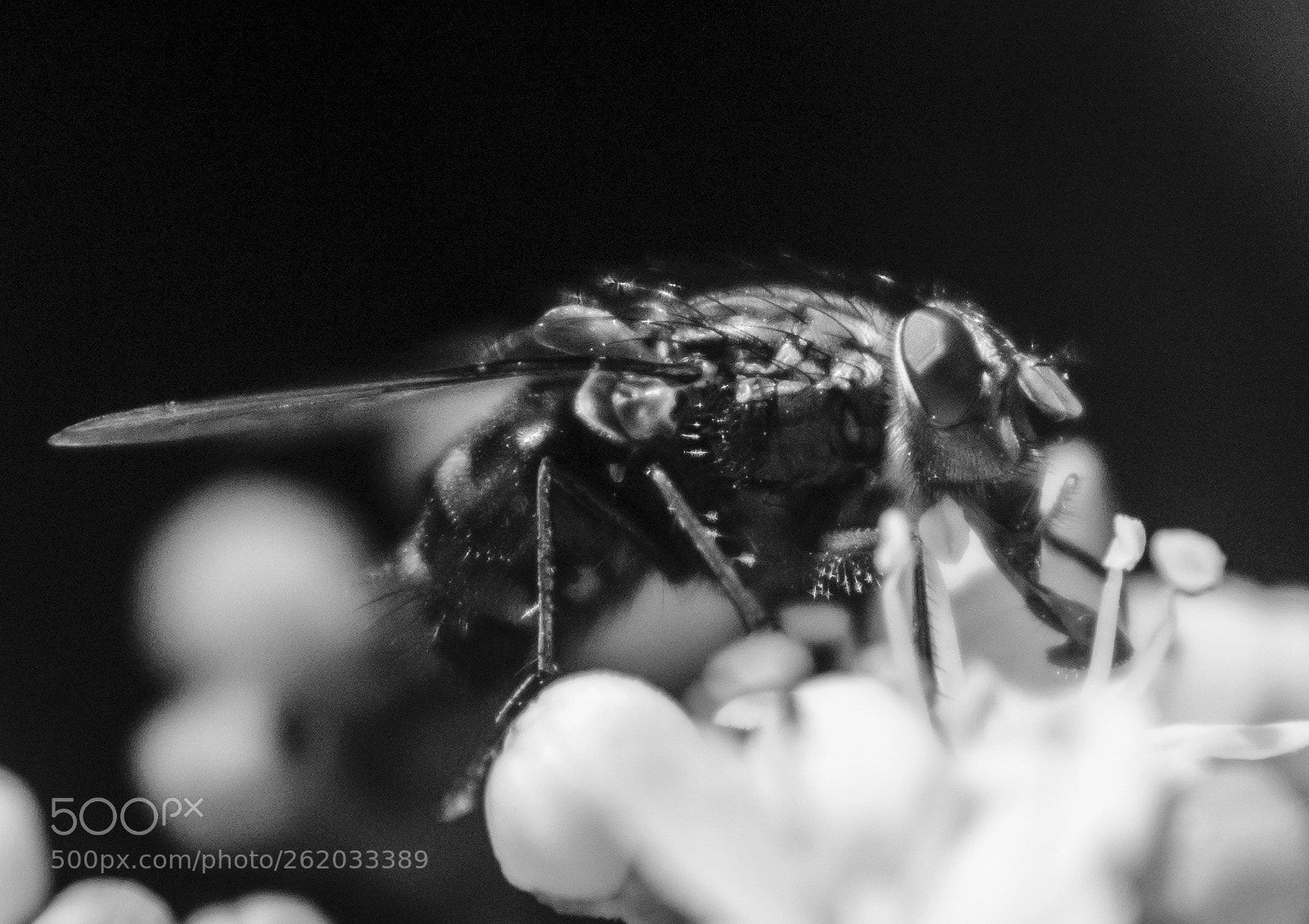Nikon D7100 sample photo. Super macro project photography