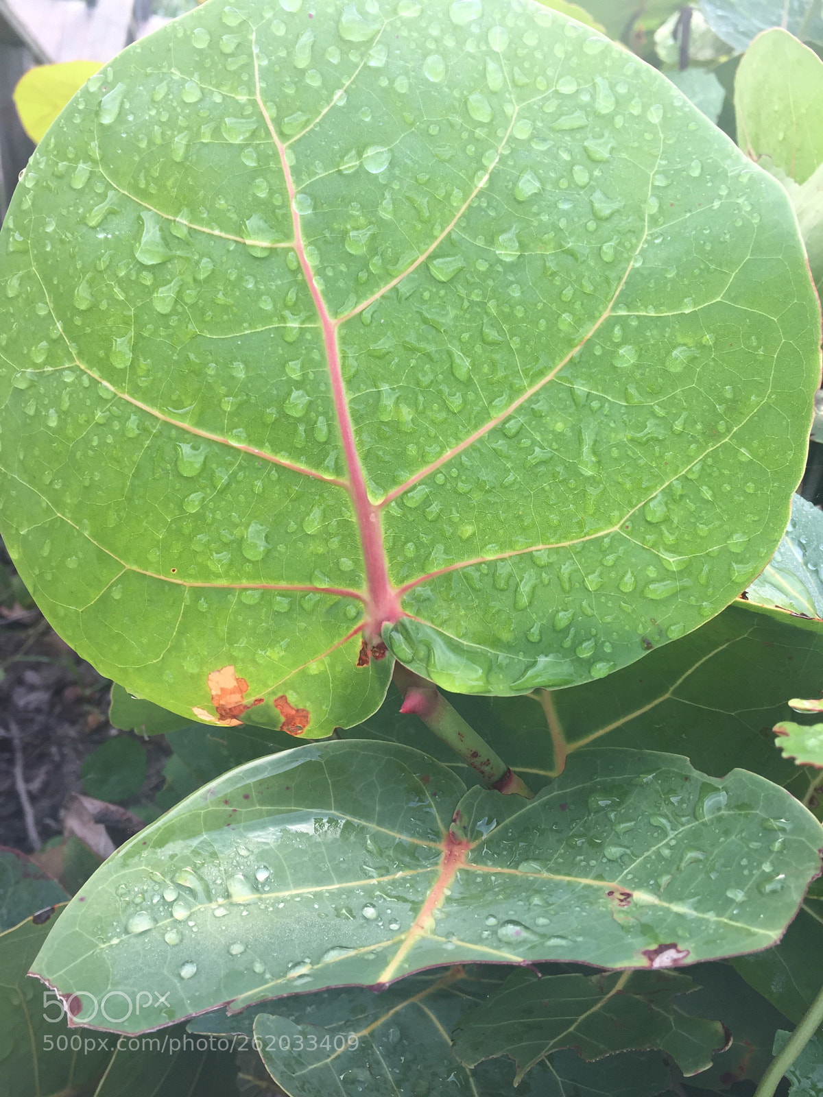 Apple iPhone 6 Plus sample photo. Untitled photography