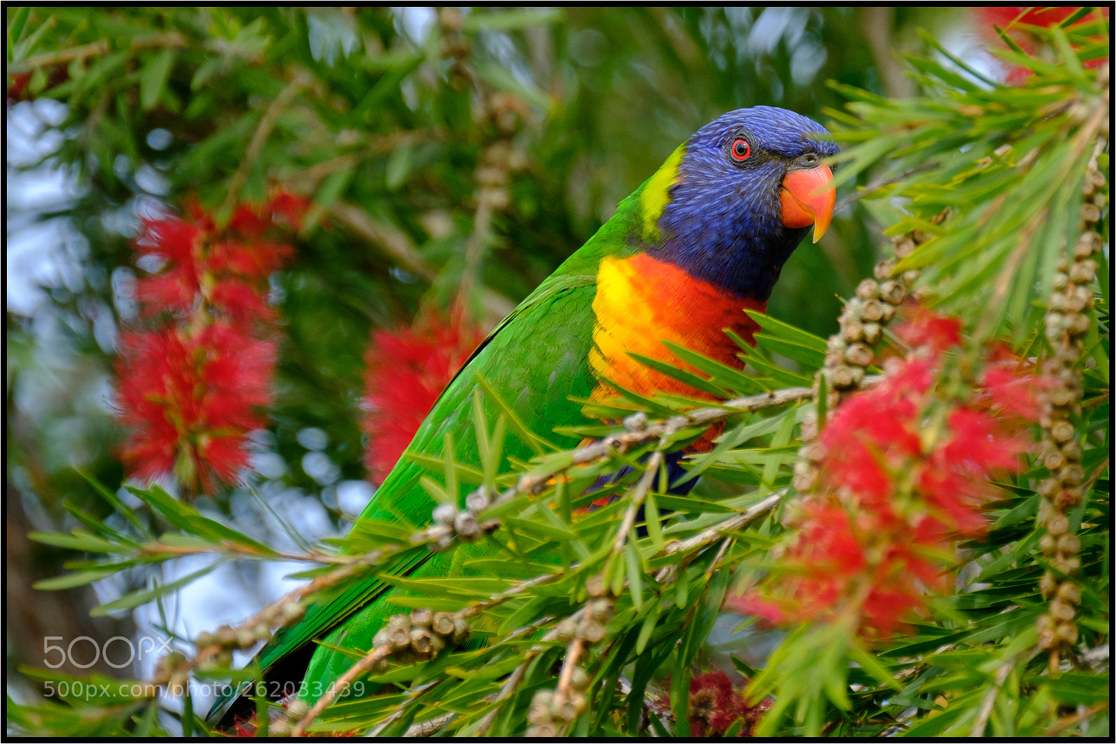 Fujifilm X-T2 sample photo. Rainbow lorikeet photography