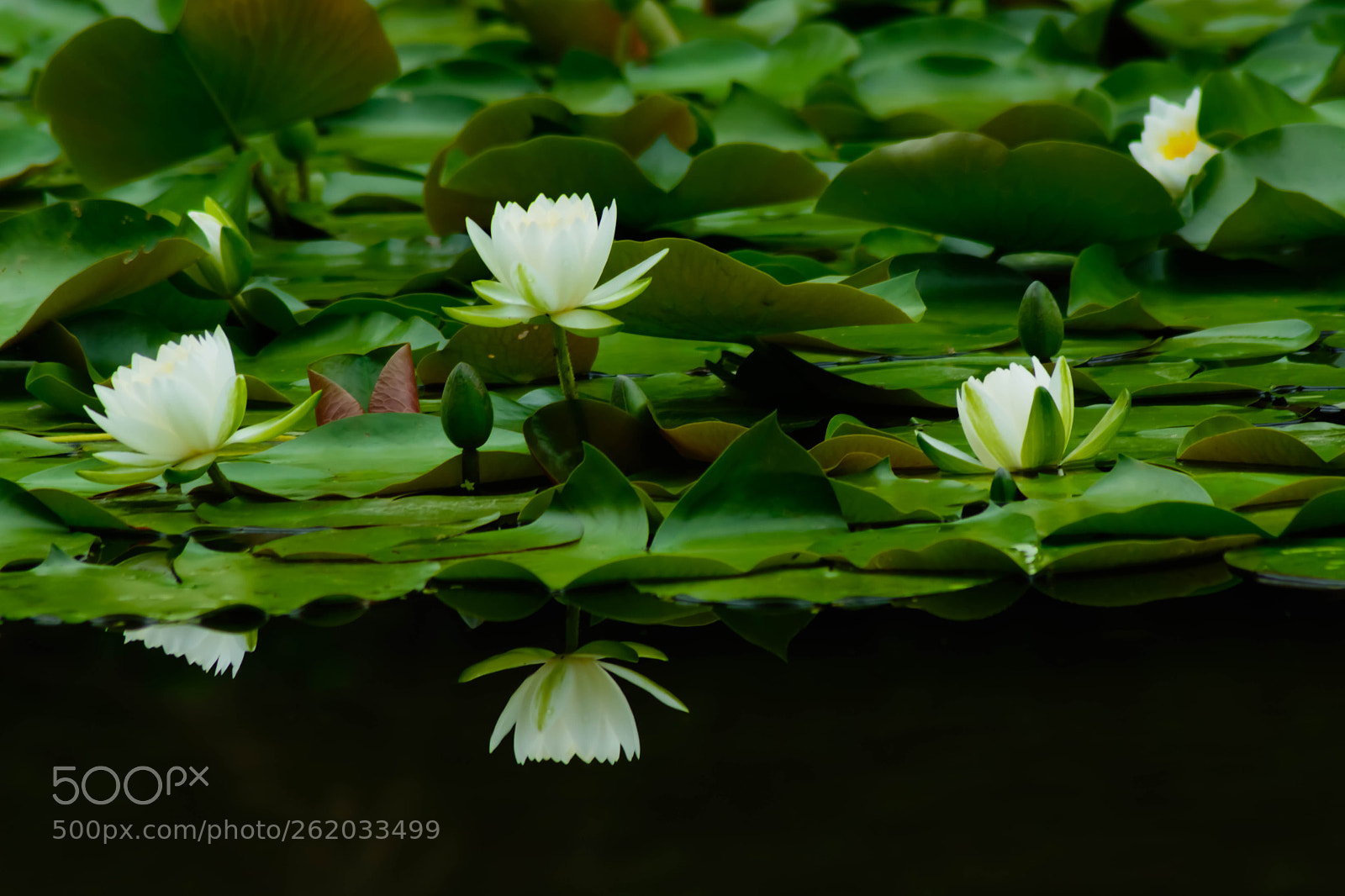 Nikon D5200 sample photo. 水仙 photography
