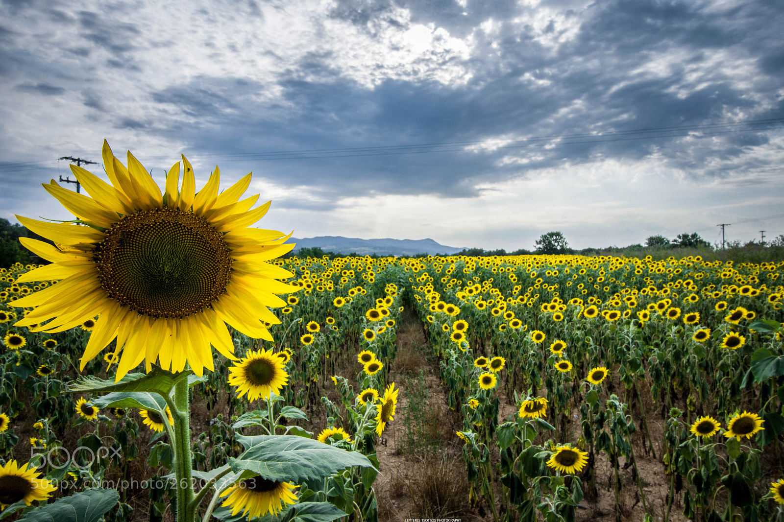 Nikon D7200 sample photo. Sunflowers photography