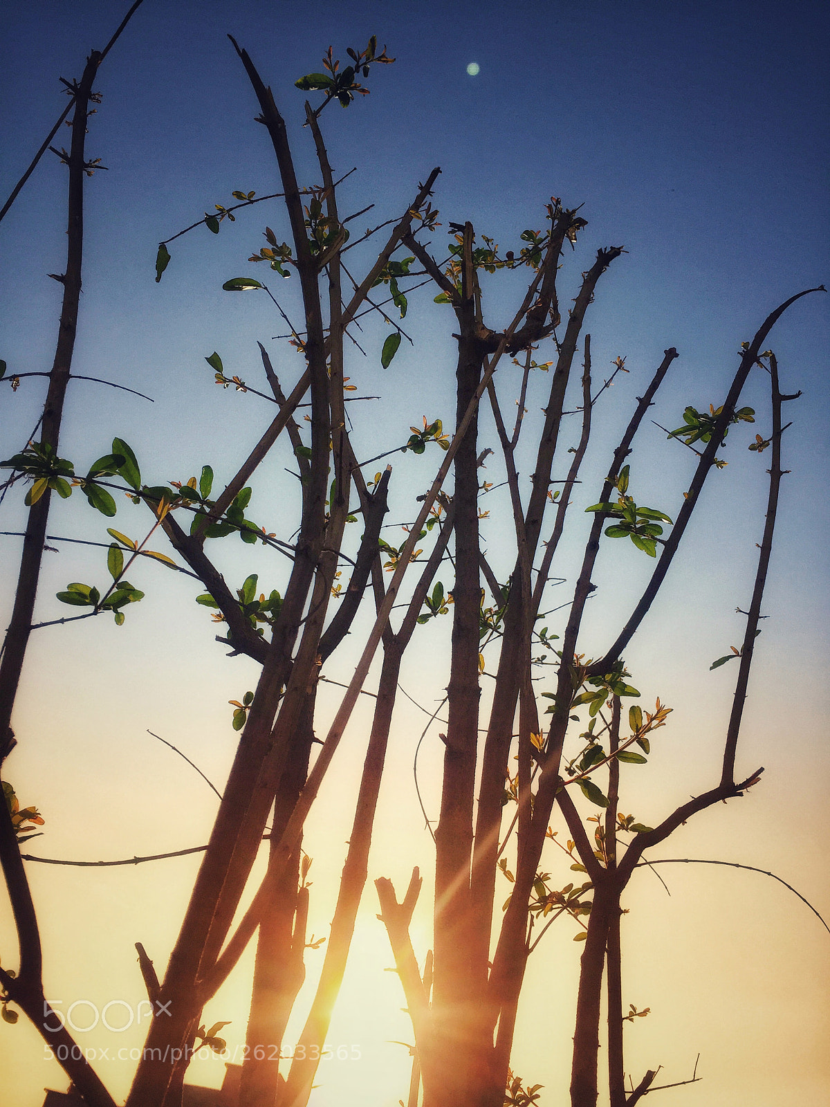 Apple iPhone 6 sample photo. Sunset see through photography