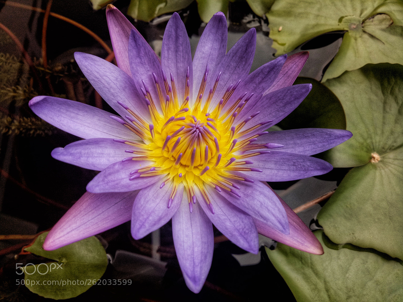 OPPO A1601 sample photo. Untitled photography