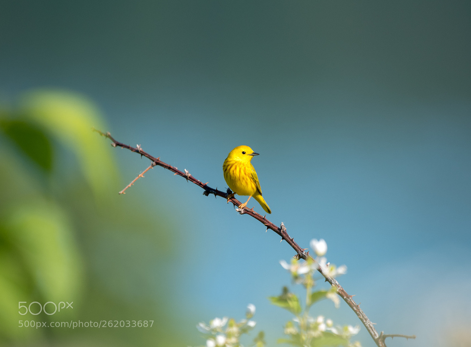 Nikon D750 sample photo. Yellow warbler on branch photography