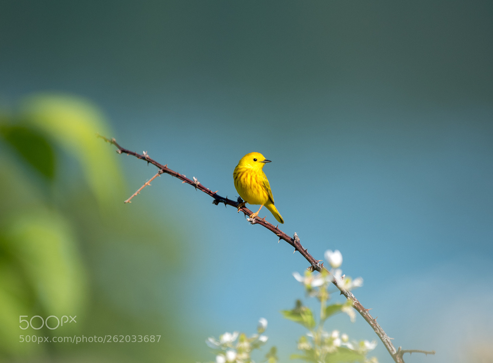 Nikon D750 sample photo. Yellow warbler on branch photography