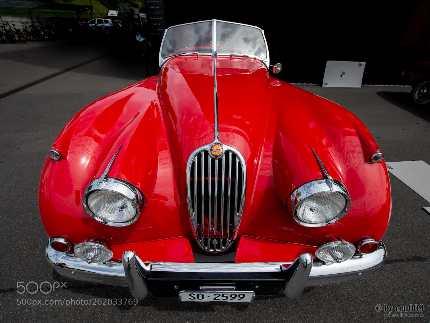 Nikon D610 sample photo. Little red cat at photography