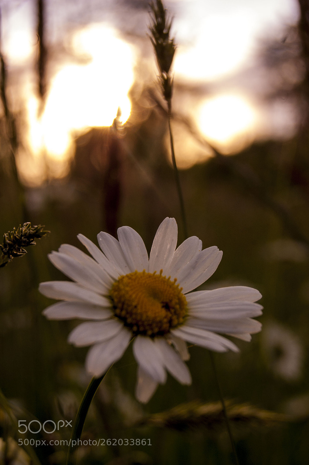 Nikon D40 sample photo. Rumianek photography