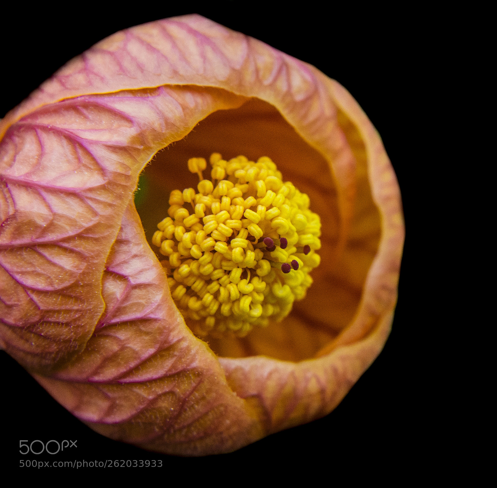 Nikon D7100 sample photo. Orange flower in athens photography