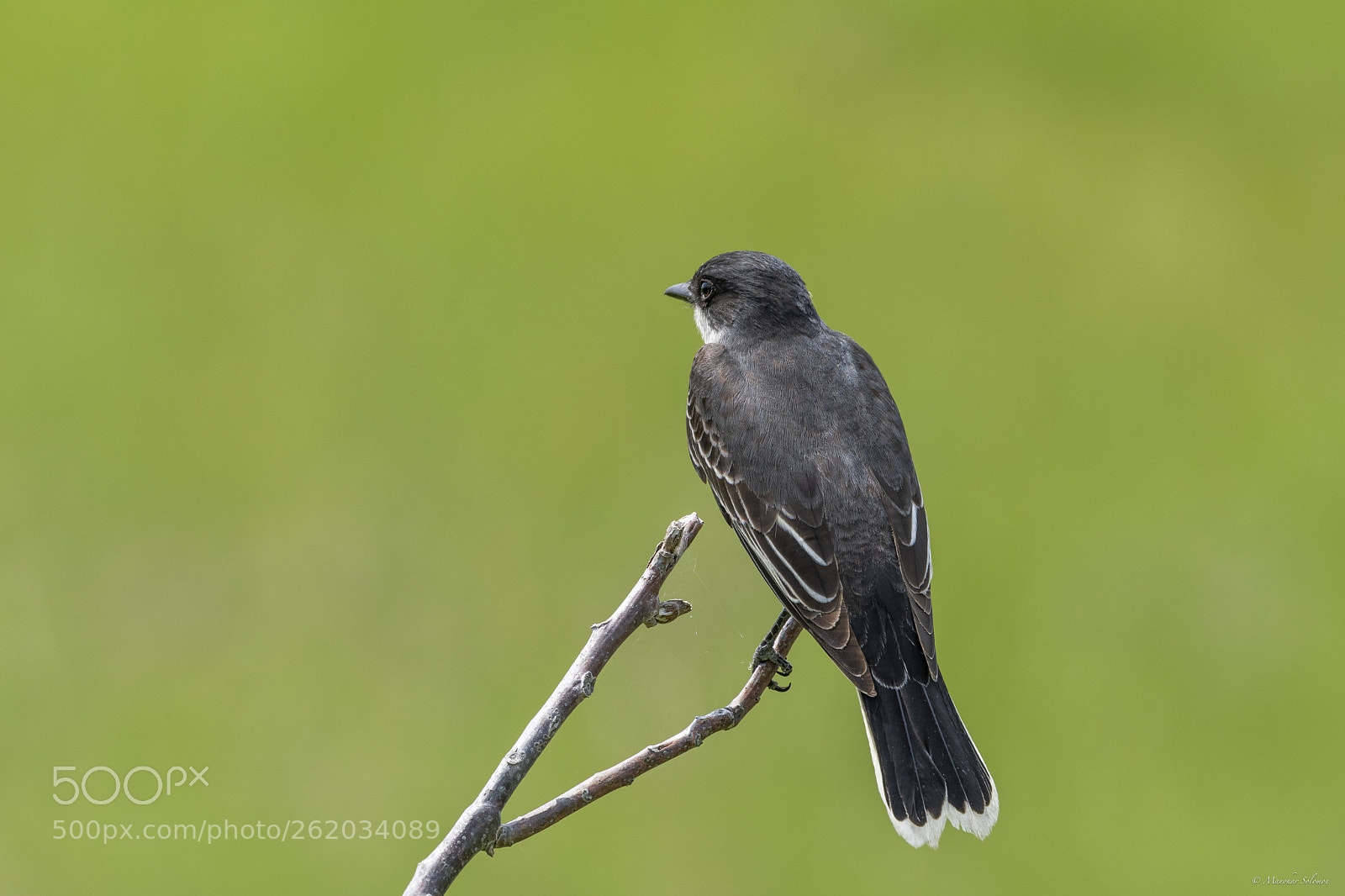 Nikon D500 sample photo. Eastern kingbird photography