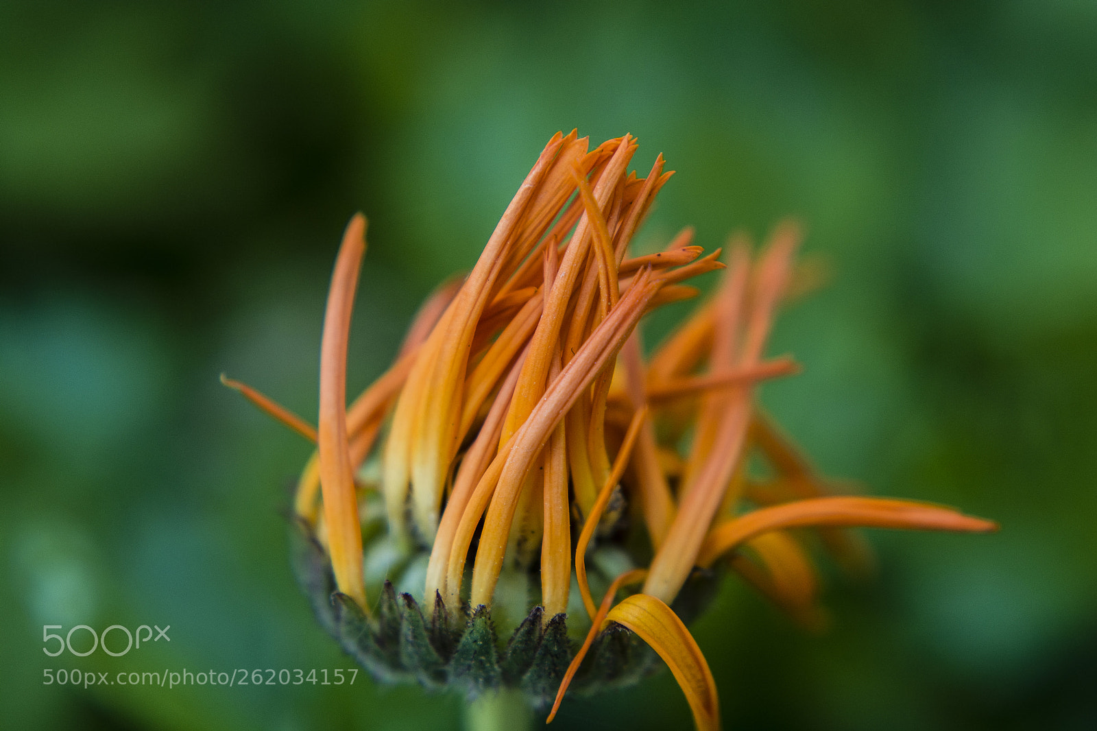 Nikon D7100 sample photo. Orange flower athens national photography