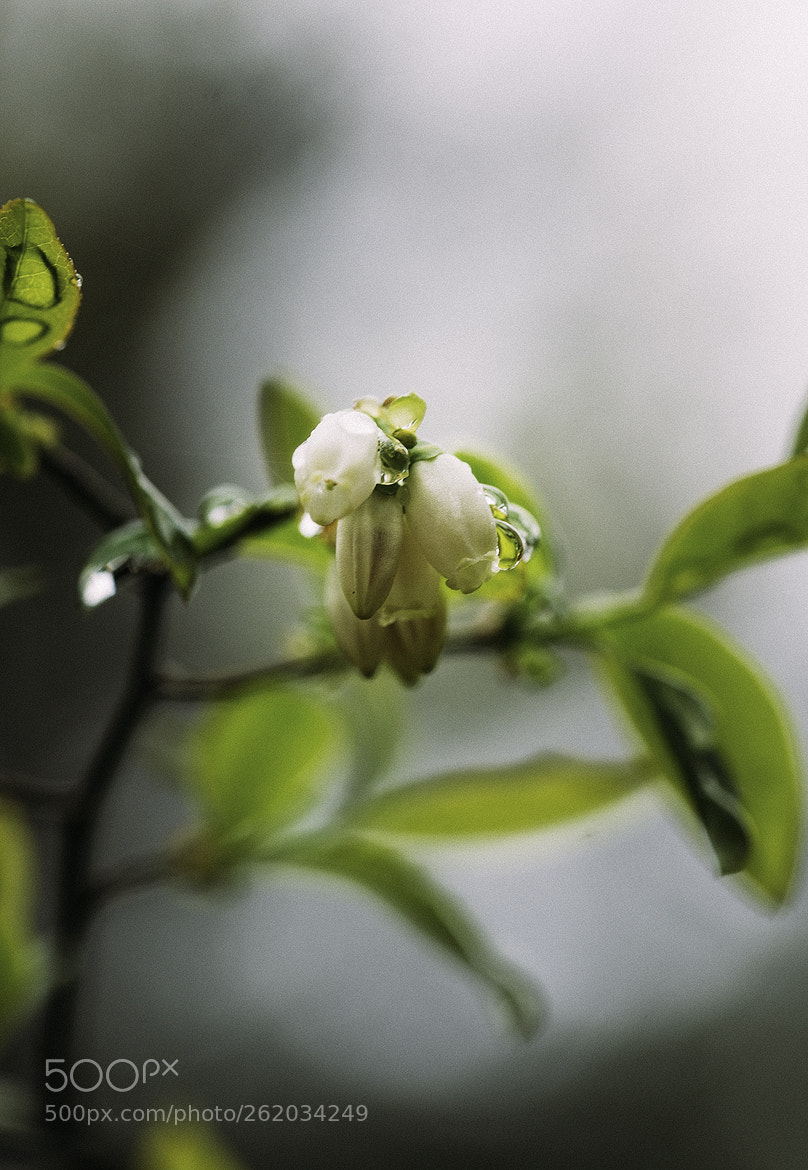 Nikon D600 sample photo. 180613 photography