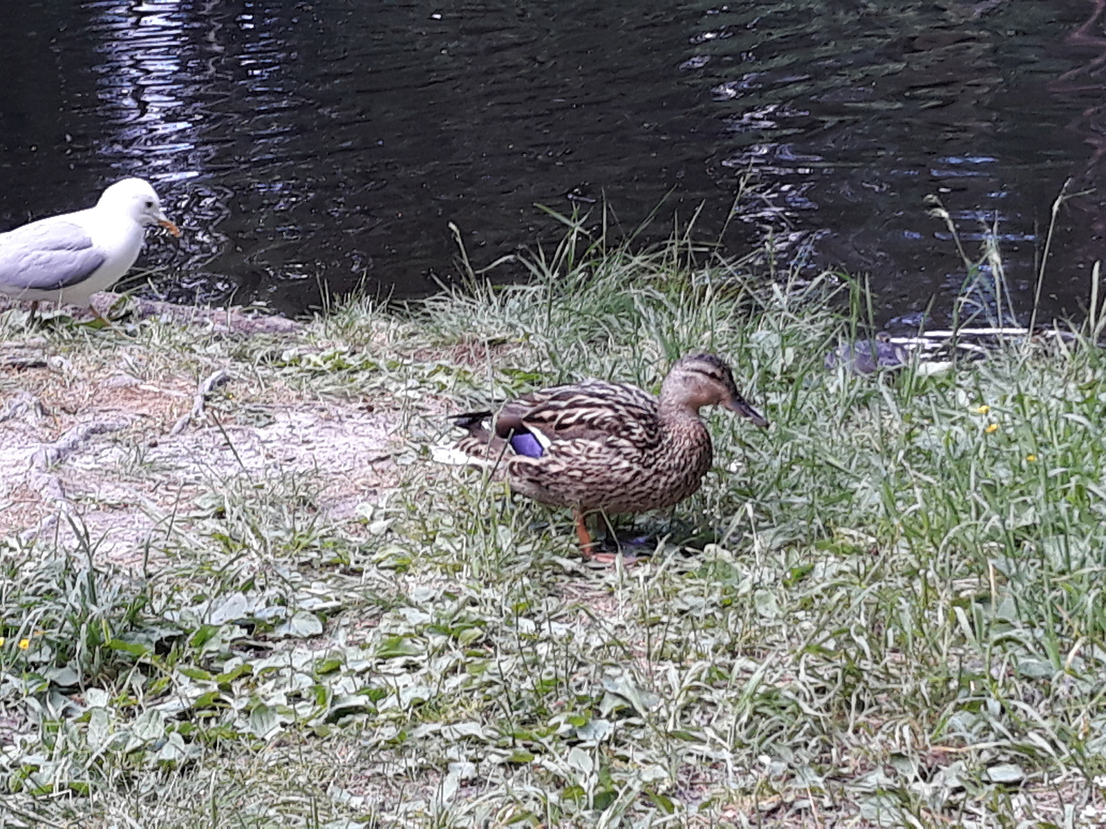 Samsung Galaxy J7 sample photo. Untitled photography