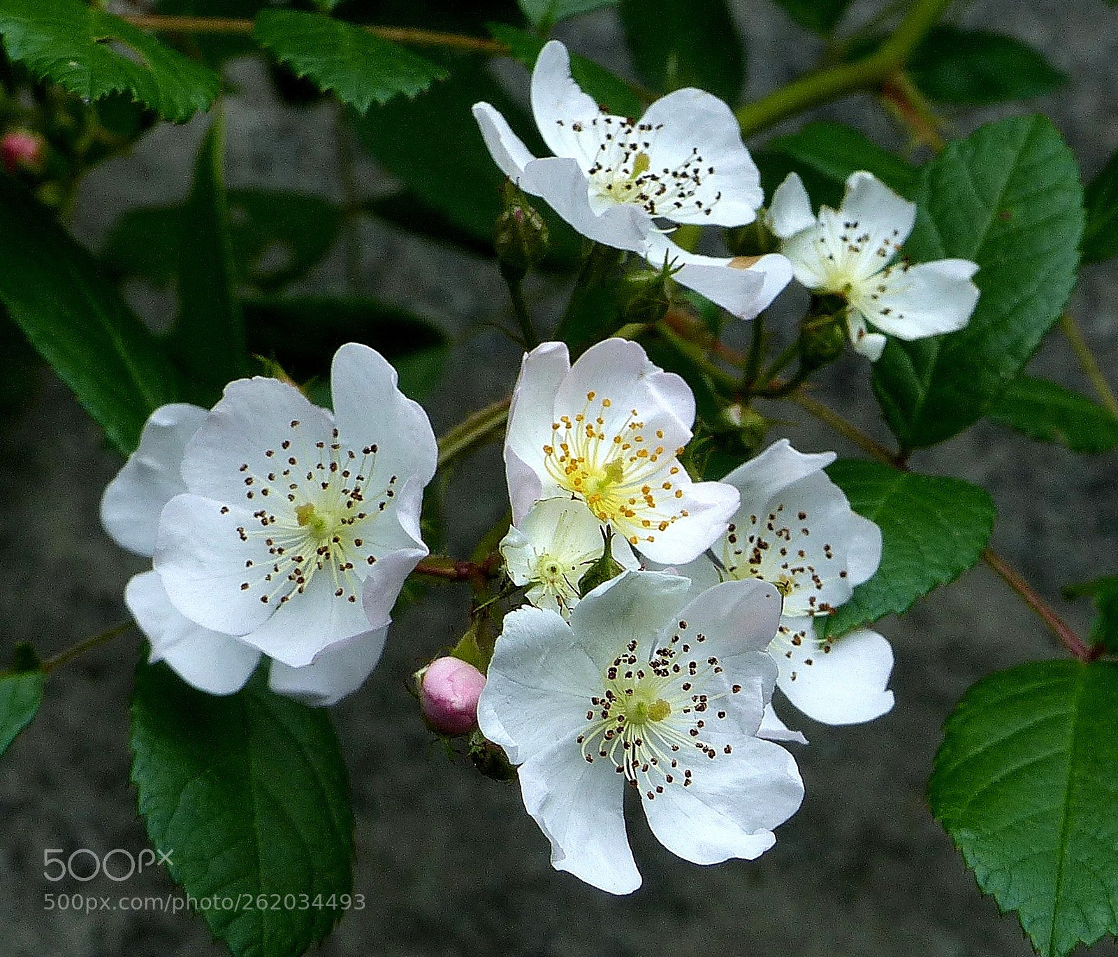 Panasonic Lumix DMC-FZ200 sample photo. Untitled photography