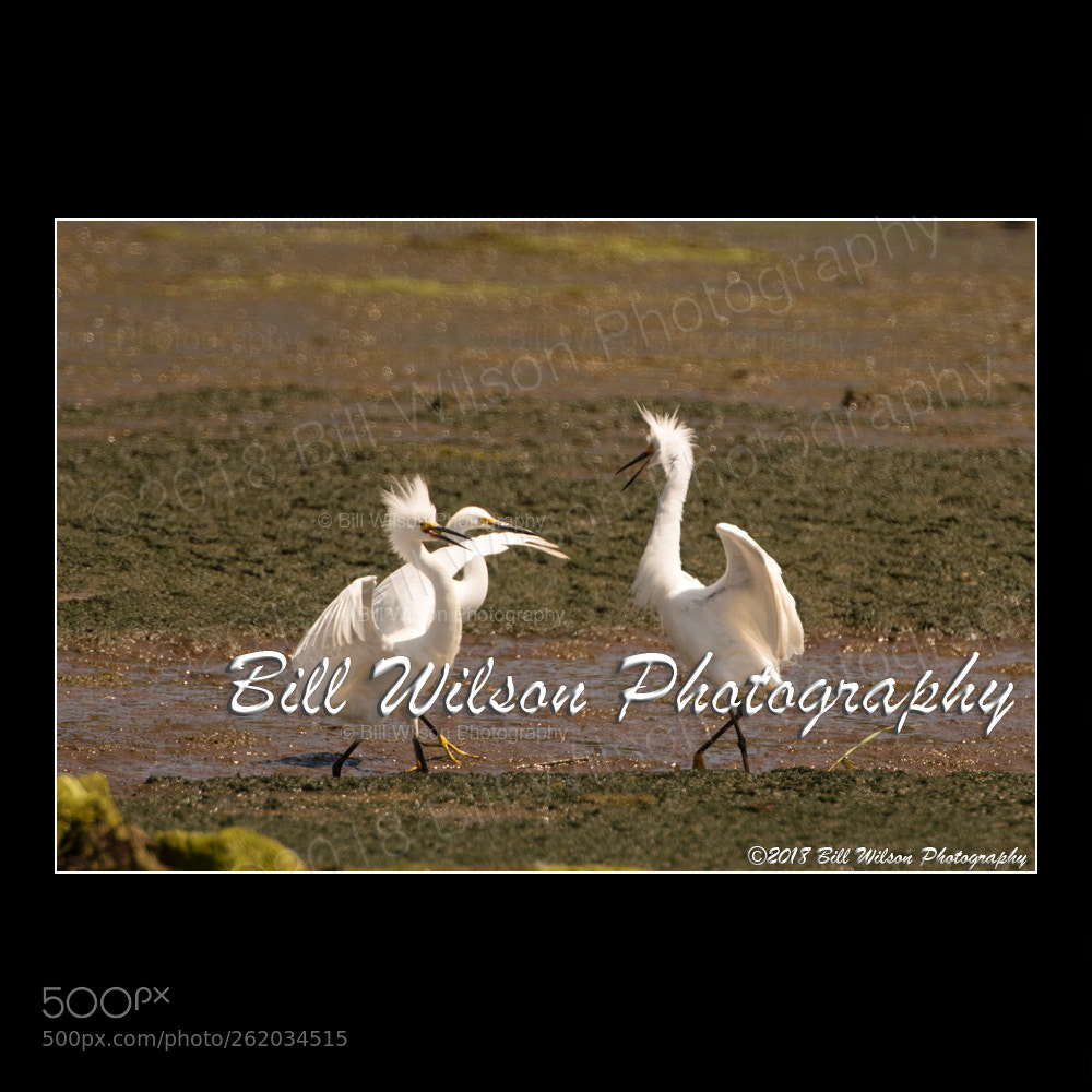 Nikon D500 sample photo. Chicken dance photography