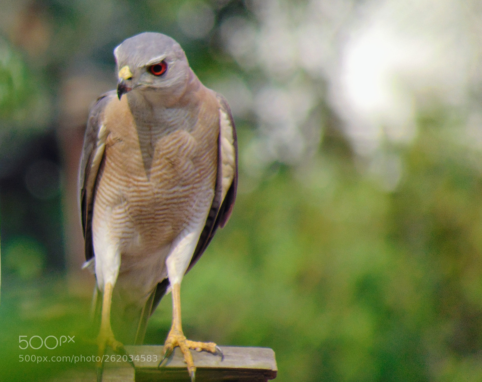 Sony Cyber-shot DSC-H300 sample photo. || angry bird || photography