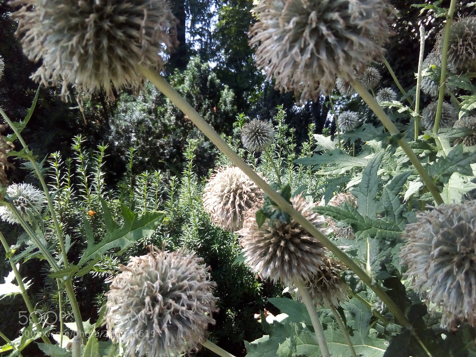 ZTE BLADE A452 sample photo. World of flower's photography