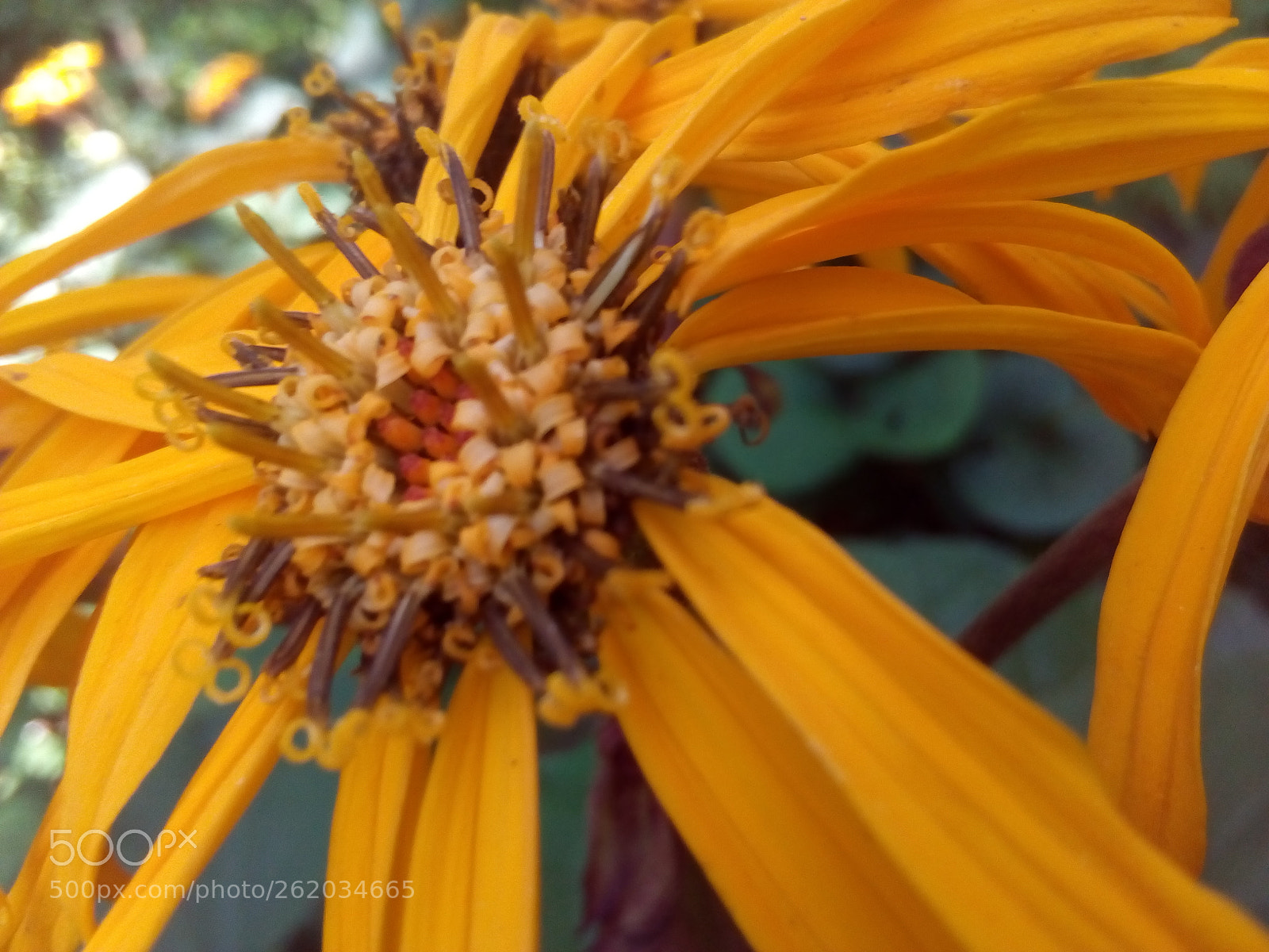 ZTE BLADE A452 sample photo. ������������������������������� photography