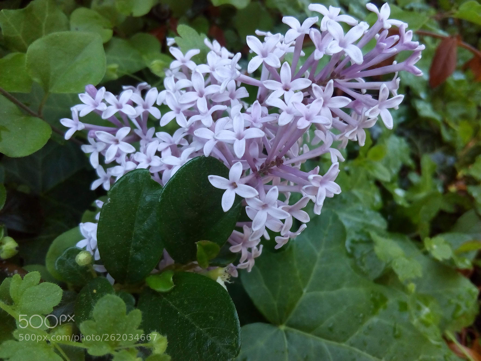 ZTE BLADE A452 sample photo. Syringa photography