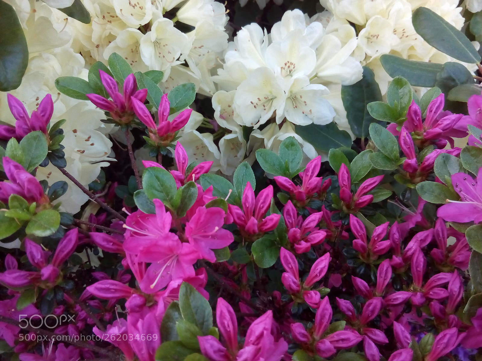 ZTE BLADE A452 sample photo. Rhododendron's photography