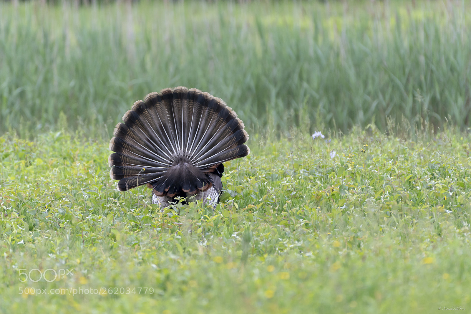 Nikon D500 sample photo. Wild turkey photography