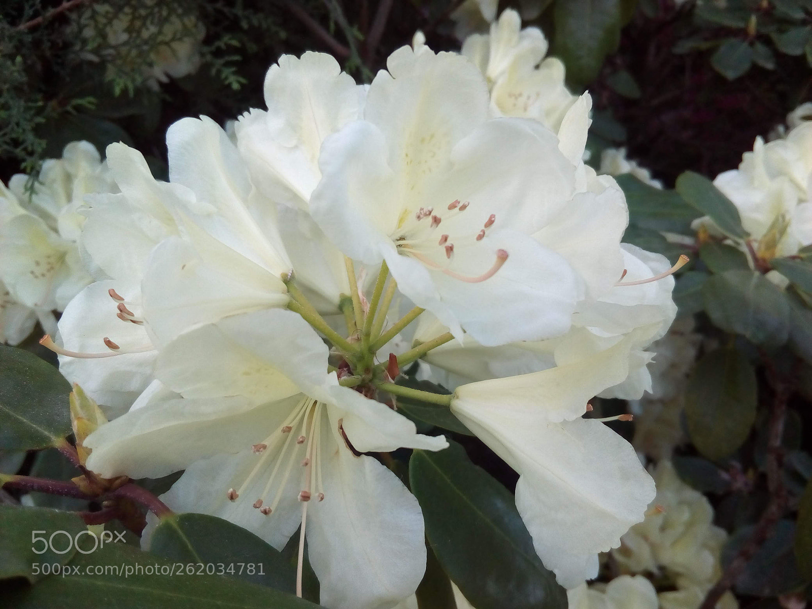 ZTE BLADE A452 sample photo. White photography