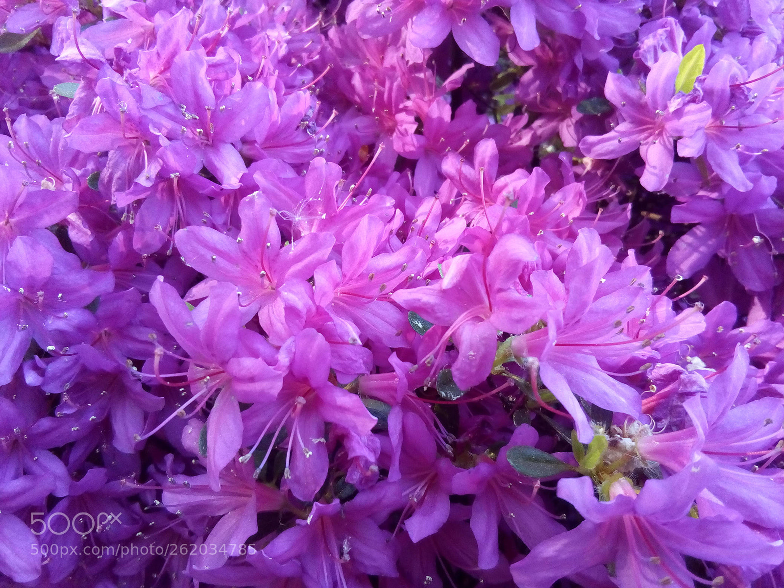 ZTE BLADE A452 sample photo. Violet photography