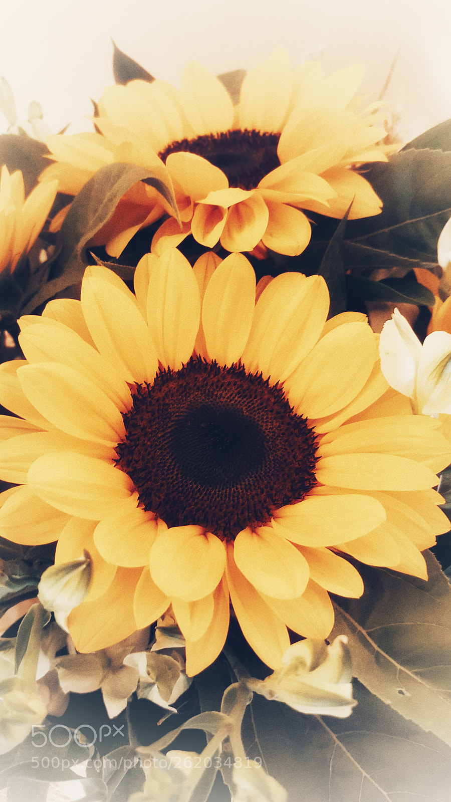 Samsung Galaxy S6 sample photo. Sunflower photography
