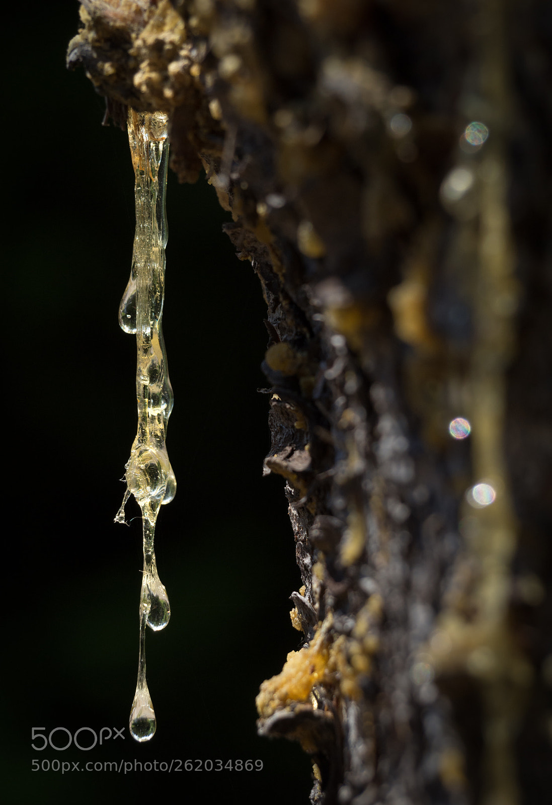 Olympus OM-D E-M10 II sample photo. Resin hardening on spruce photography