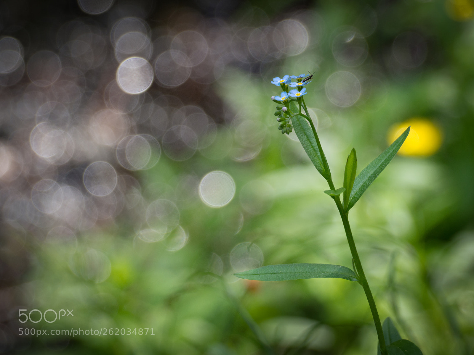 Olympus OM-D E-M10 II sample photo. Forget-me-not flower on creek photography
