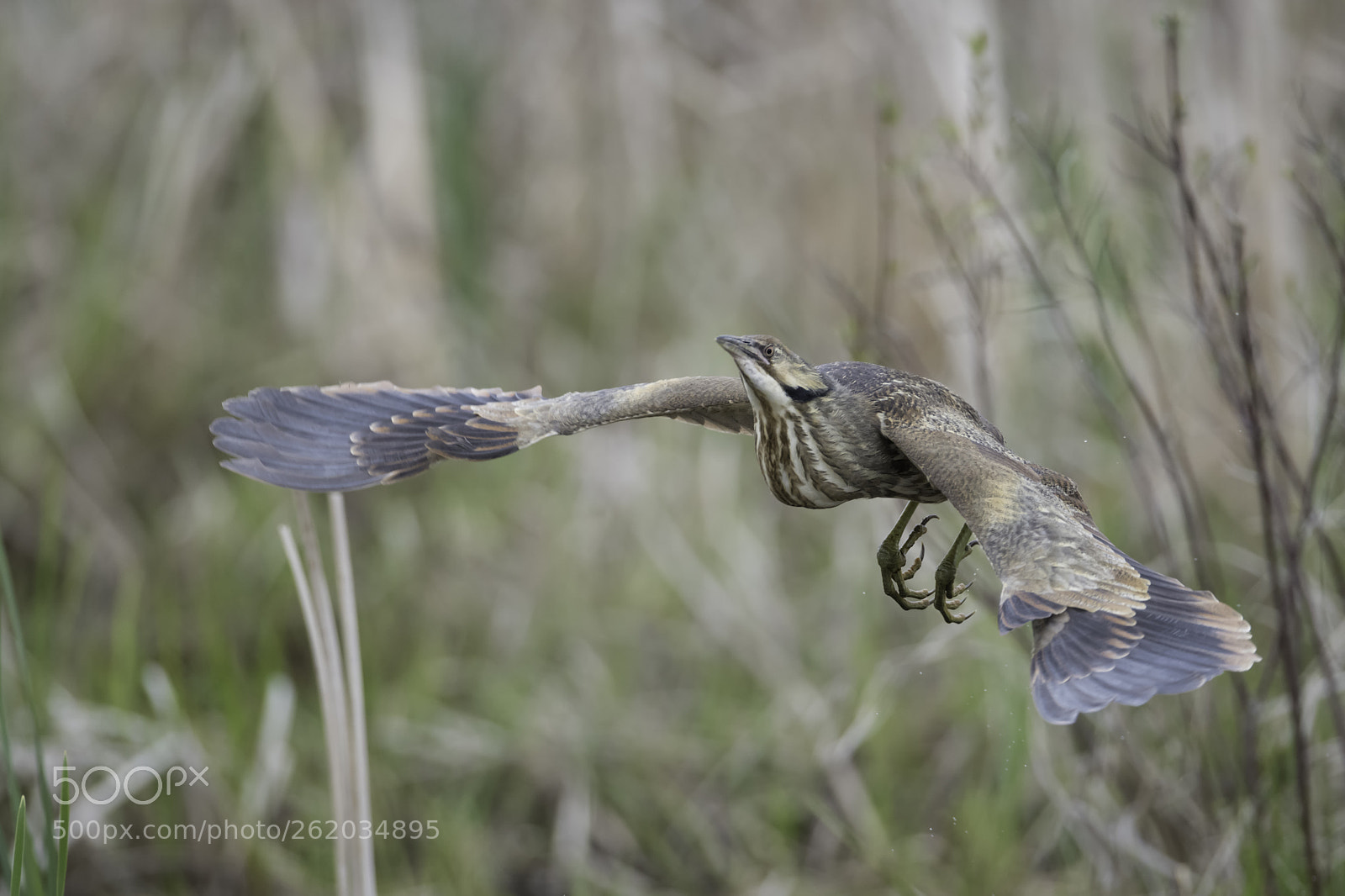 Nikon D850 sample photo. Rise of a bittern photography
