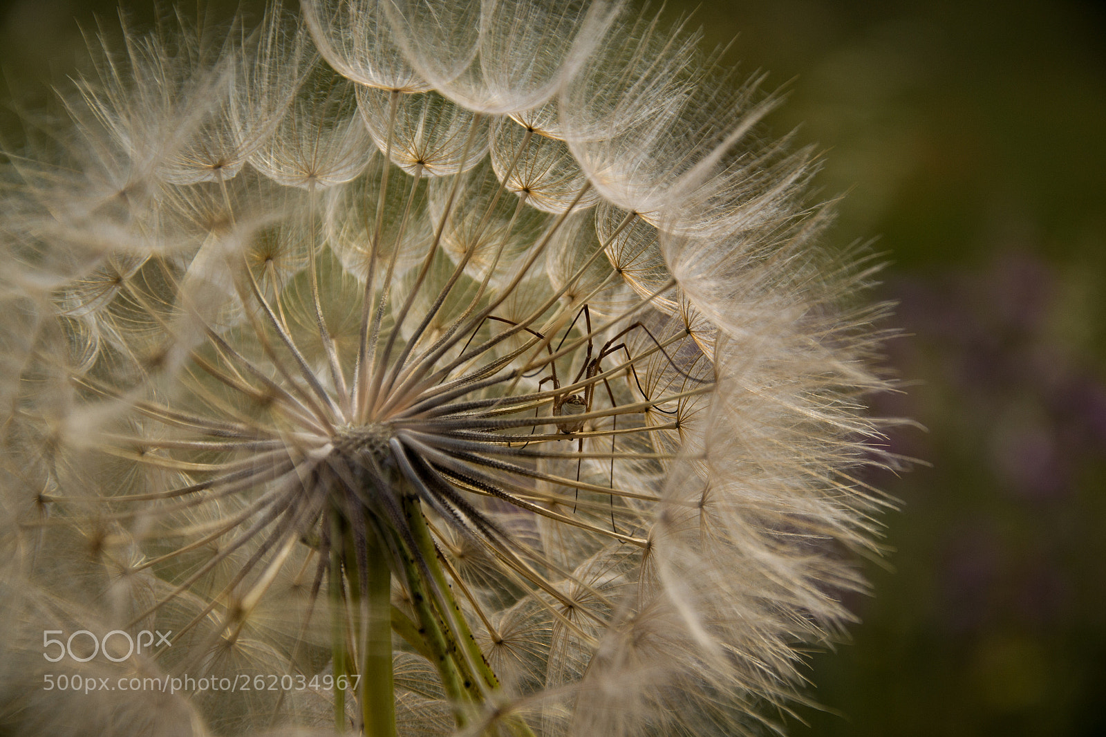 Nikon D3100 sample photo. Spider in a dandelion photography