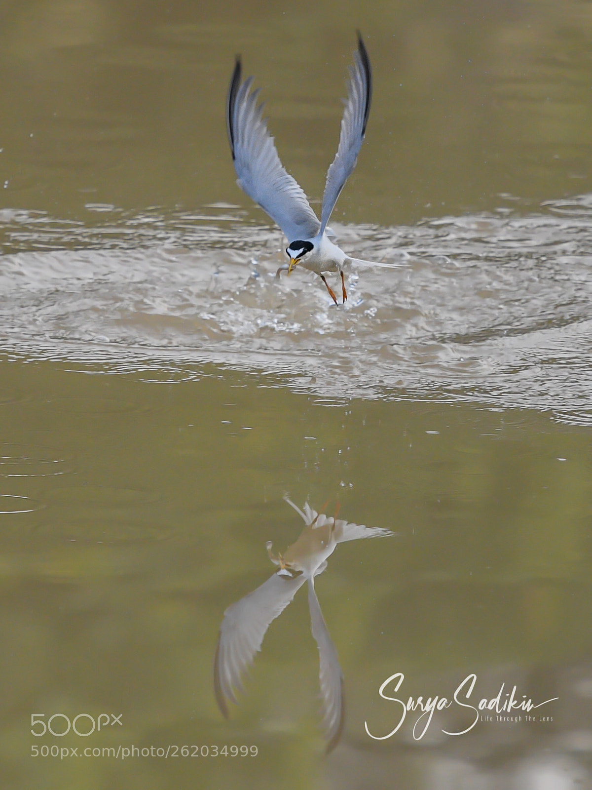 Nikon D850 sample photo. Yeah...i got the fish photography