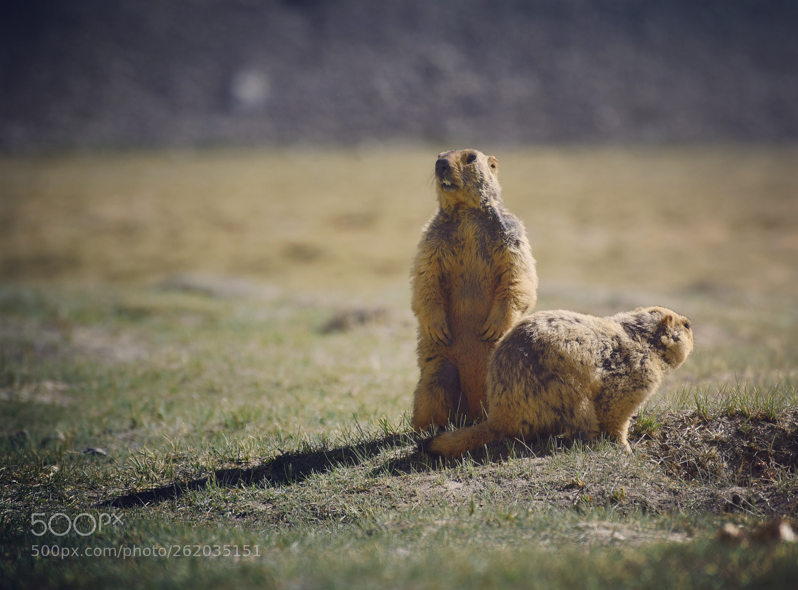 Nikon D750 sample photo. Marmot photography