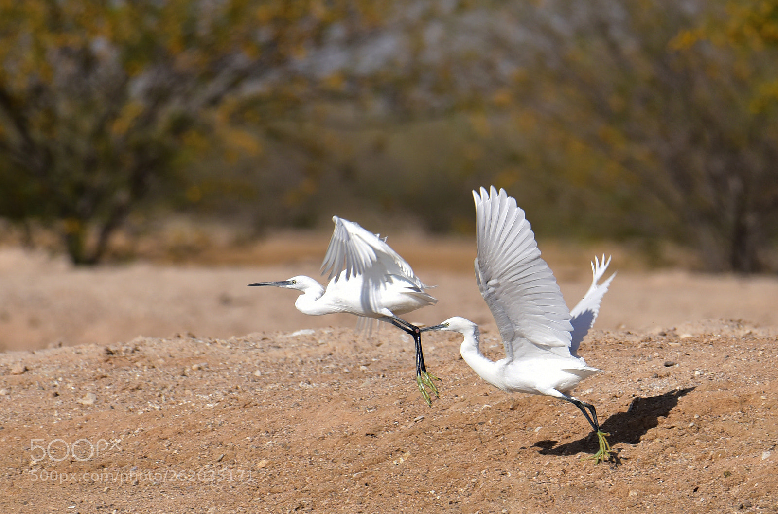 Nikon D750 sample photo. Twin egrets ... on flight... photography