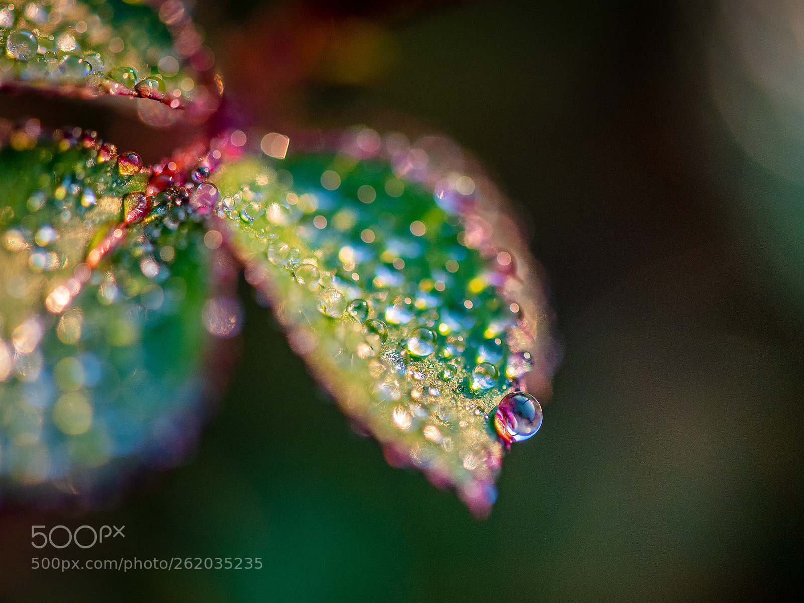 Nikon D810 sample photo. Drops photography