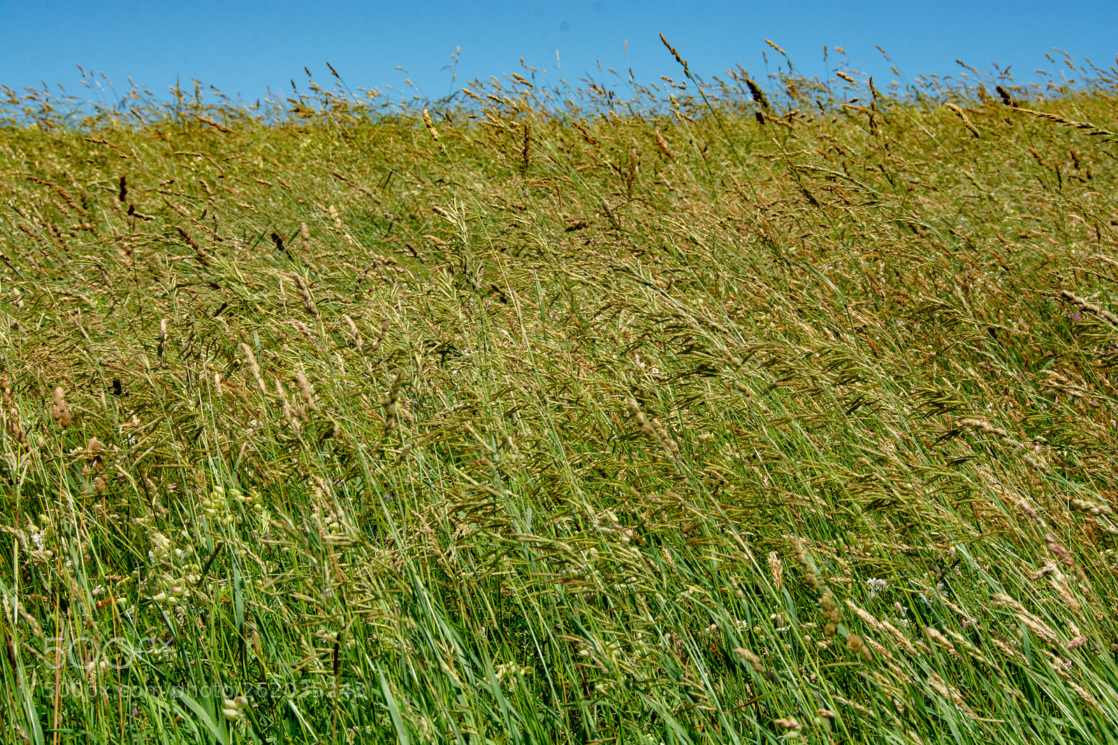 Nikon D7100 sample photo. Summer breeze photography